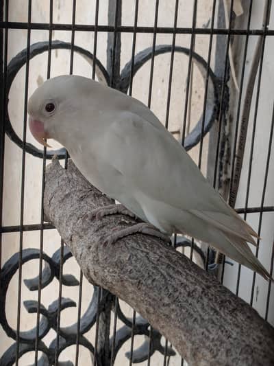 Albino Red Eye Adult Female