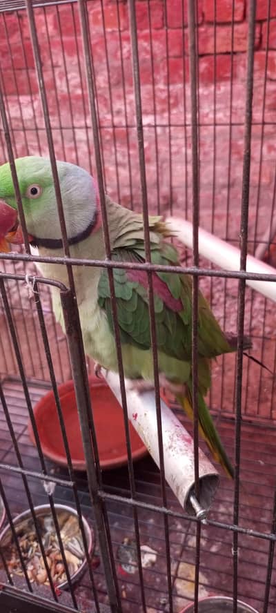 raw parrots pair selling and healthy mashallah