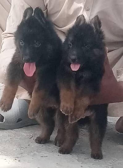 German Shepherd dog | German Shepherd long coat puppy | puppies pair