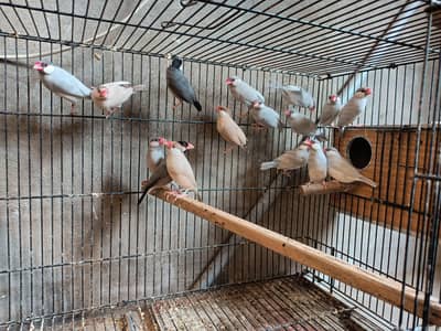 Fawn and silver Java sapparow