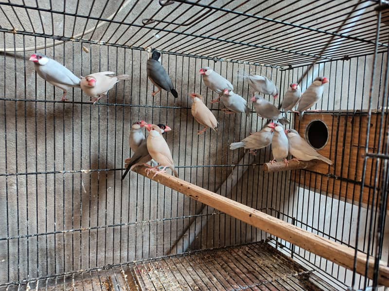 Fawn and silver Java sapparow 0