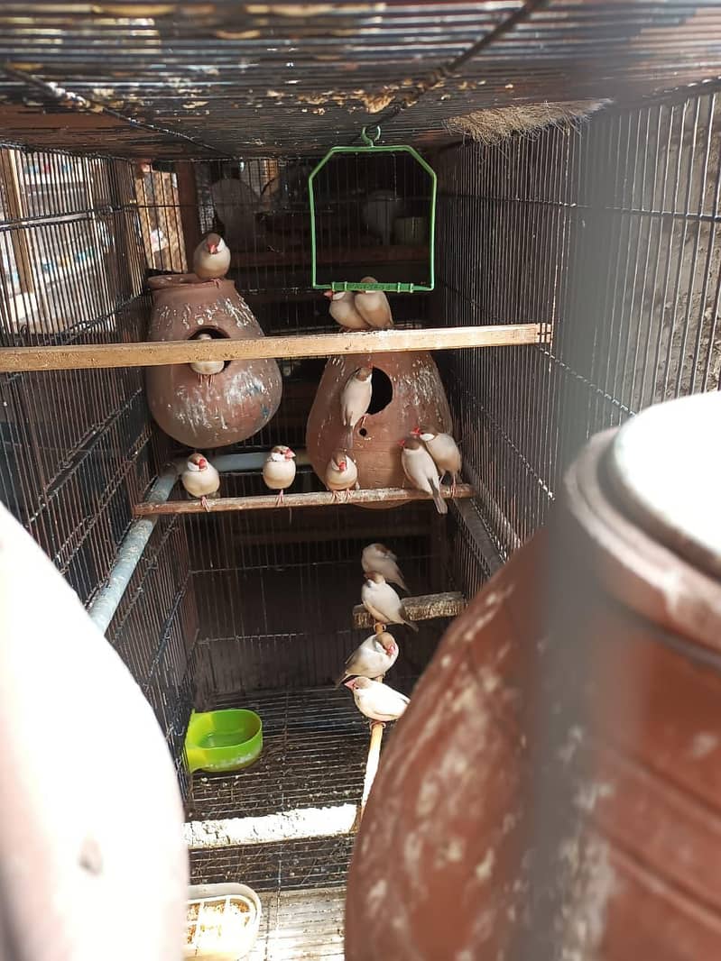 Fawn and silver Java sapparow 1