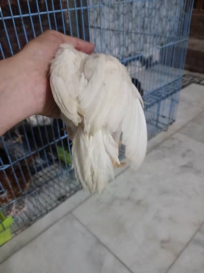 Parrot beak longtail Chicks