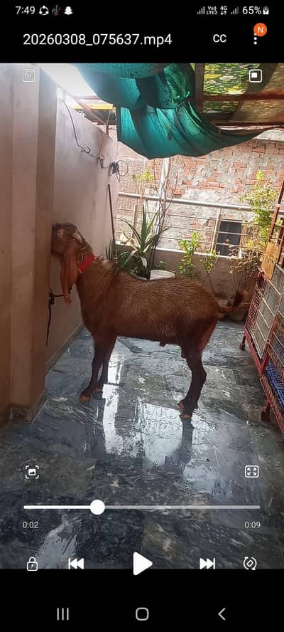 andol bakra