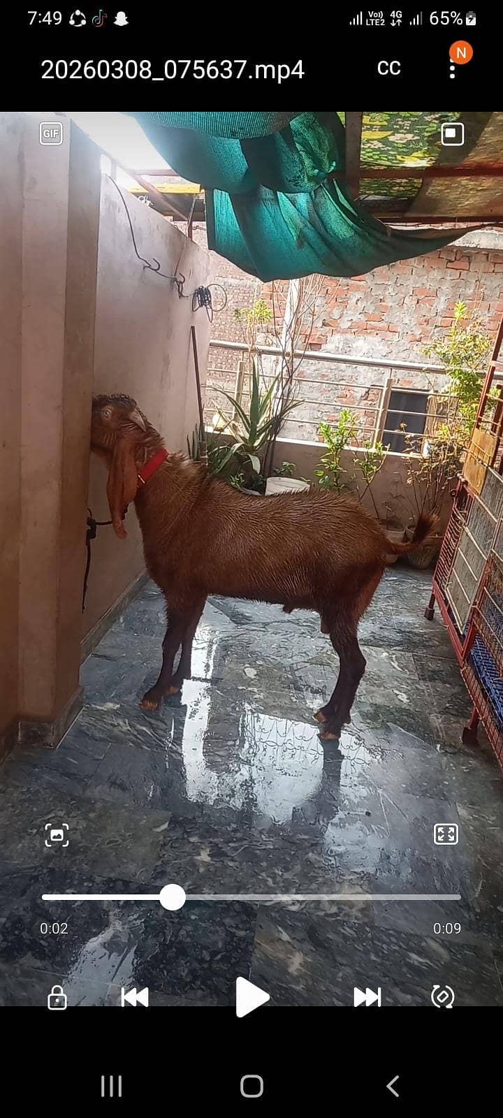 andol bakra 0