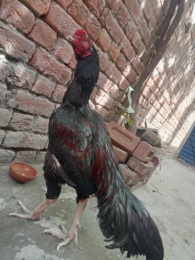 aseel morgya for  sale urgent