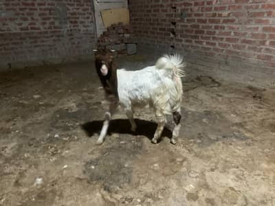 Kamori Breed Do bakrye