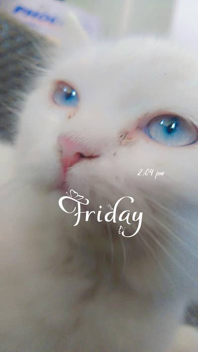 Parisian cats pair come whattsapp 0/3/0/47/9/4/9/0/55