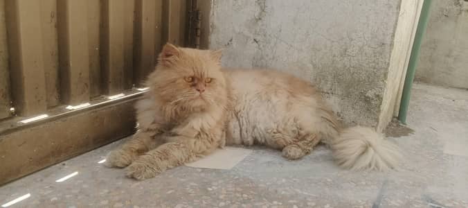 Persion Triple Coated Male