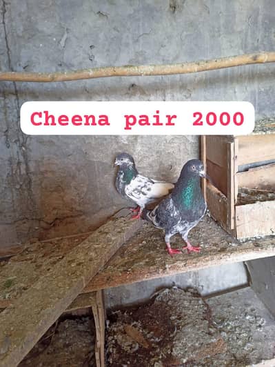 03345258873 urgent sale