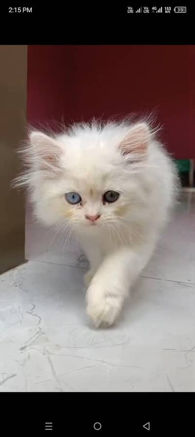 Persian kitten,odd eyes,gender female,
