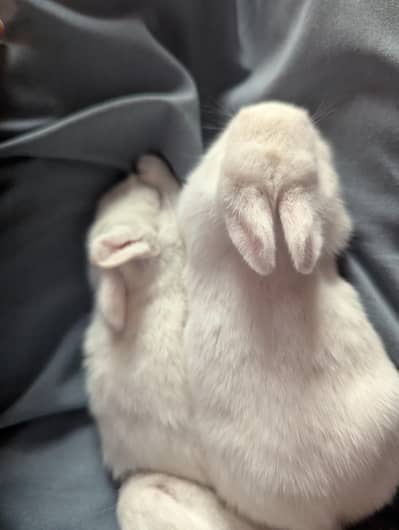 two rabbits (1 pair)