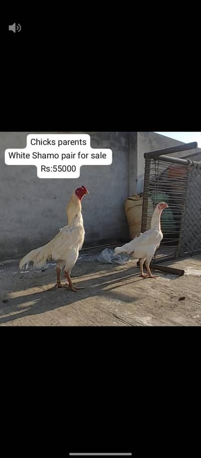 white Shamo chucks. pathy breeders. only whatsapp