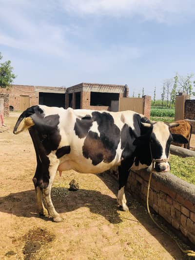 Cow for sale