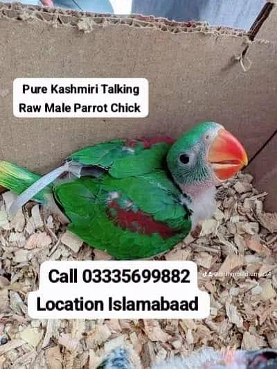 Kashmiri Raw Male Parrot Chick  Home Breed Jumbo Size