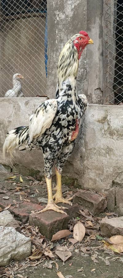 Shamo Breeder Male German/American/Japanese