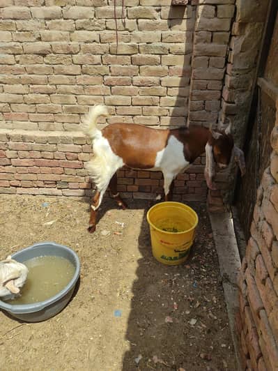 sindhi bakra 2dant