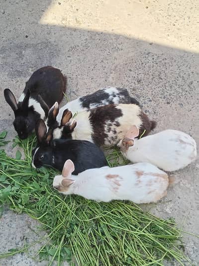 3 Jodi 6 peace 03228720596 per rapata Karen