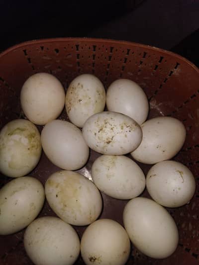 Duck eggs