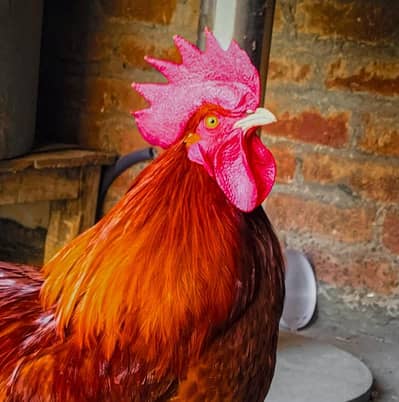 dasi murga breeder for sale