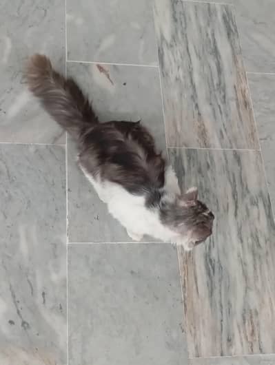 Adult Male persian cat