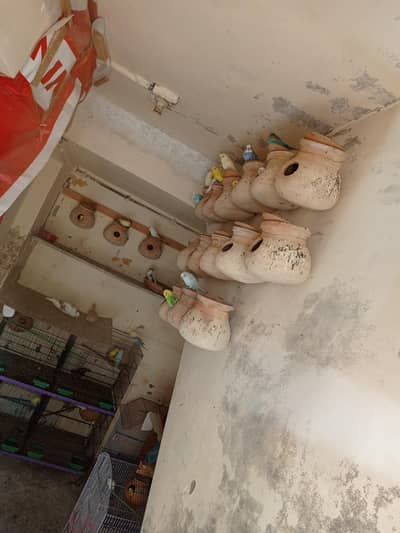 Australian breeder pair