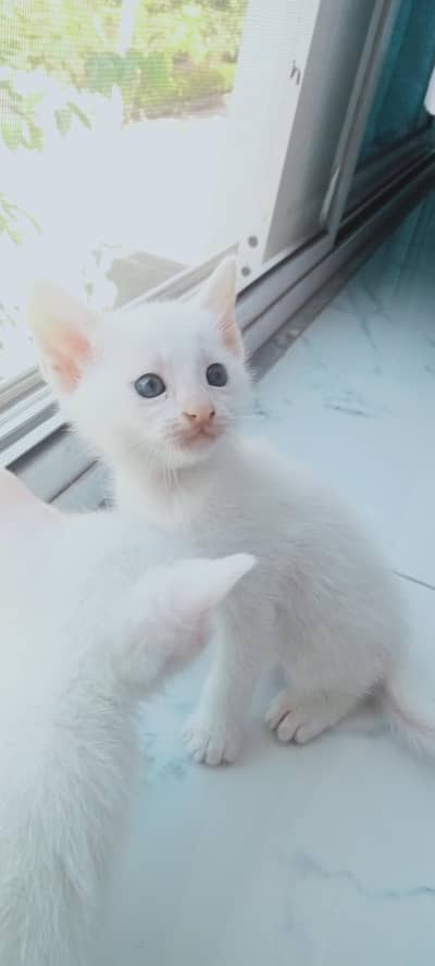 white single coat persian kittens