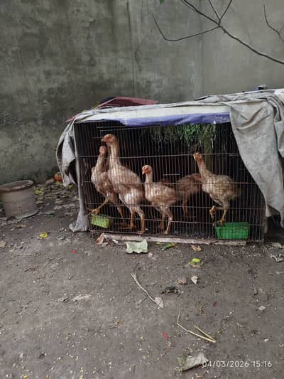 White Shamo | White Shamo Chicks | German Shamo | King Shamo | Chick