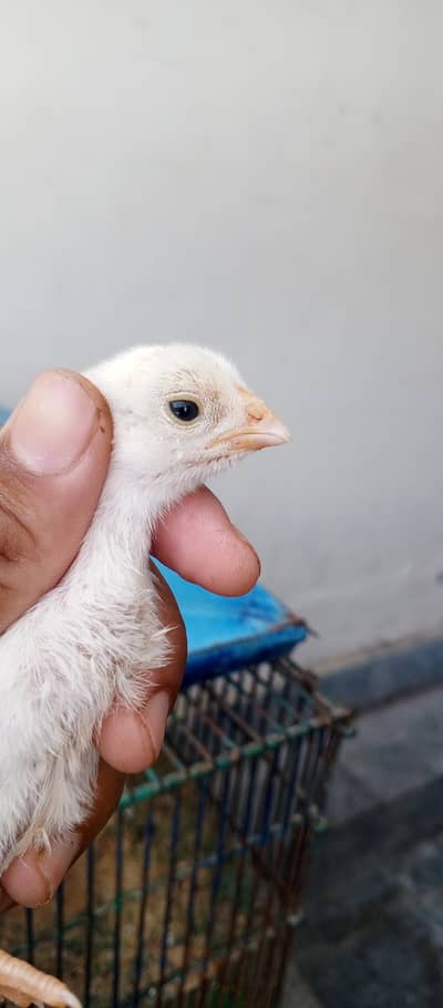 parrot beak chiks pair