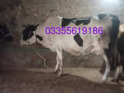 imported ablagh FOR SALE URGENTLY NEED MONEY