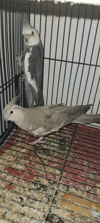 1 pear cocktail with cage