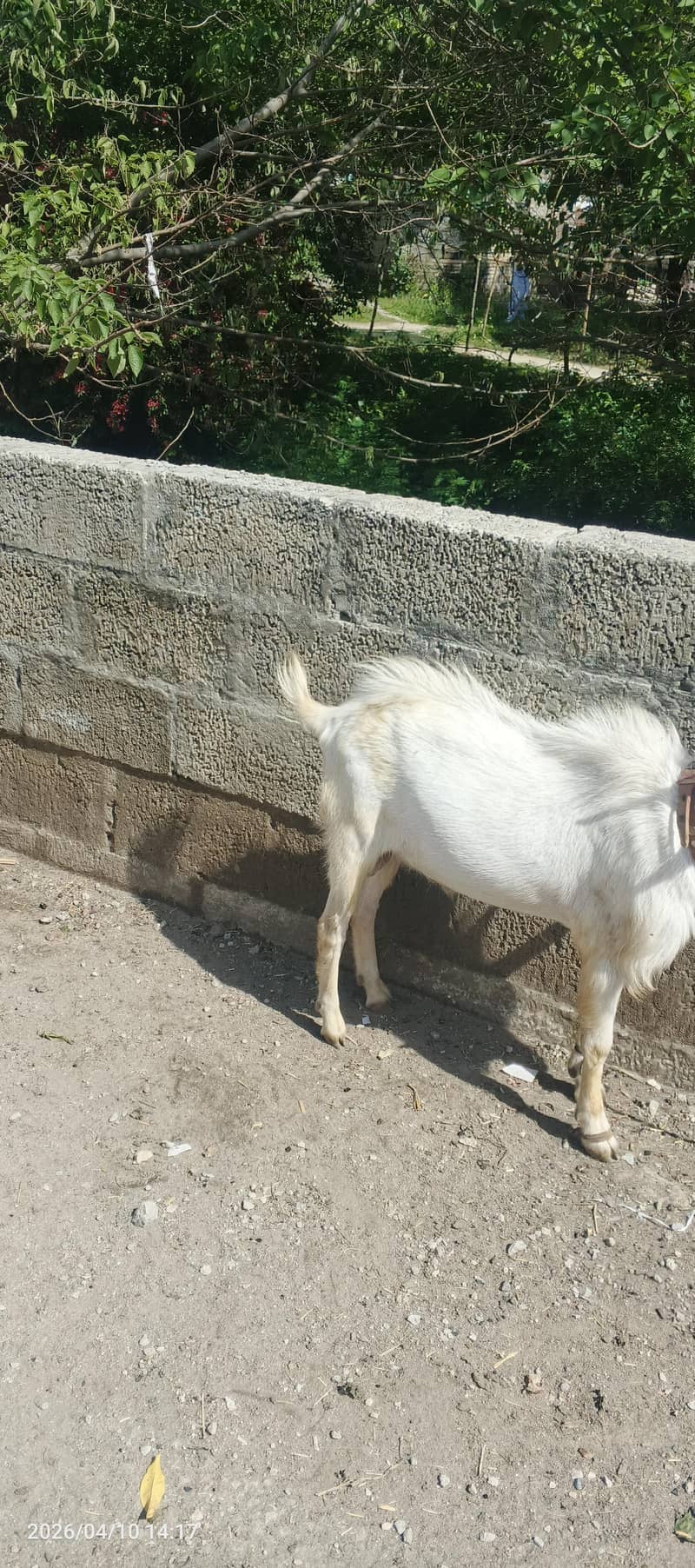 بکرا فور سیل 0