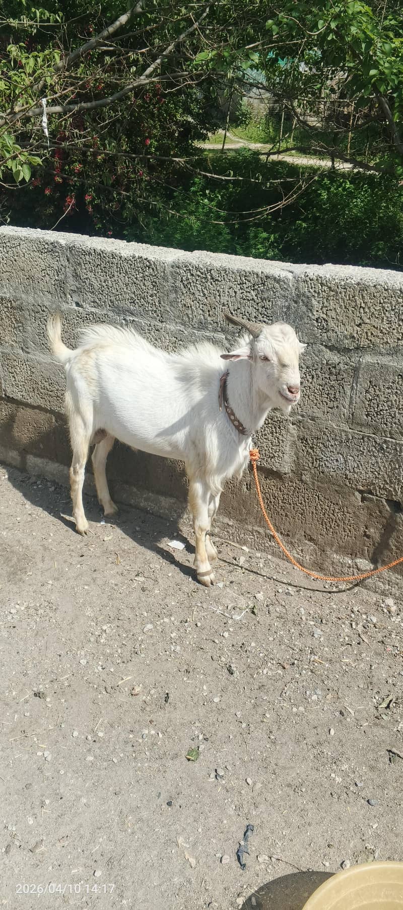 بکرا فور سیل 1