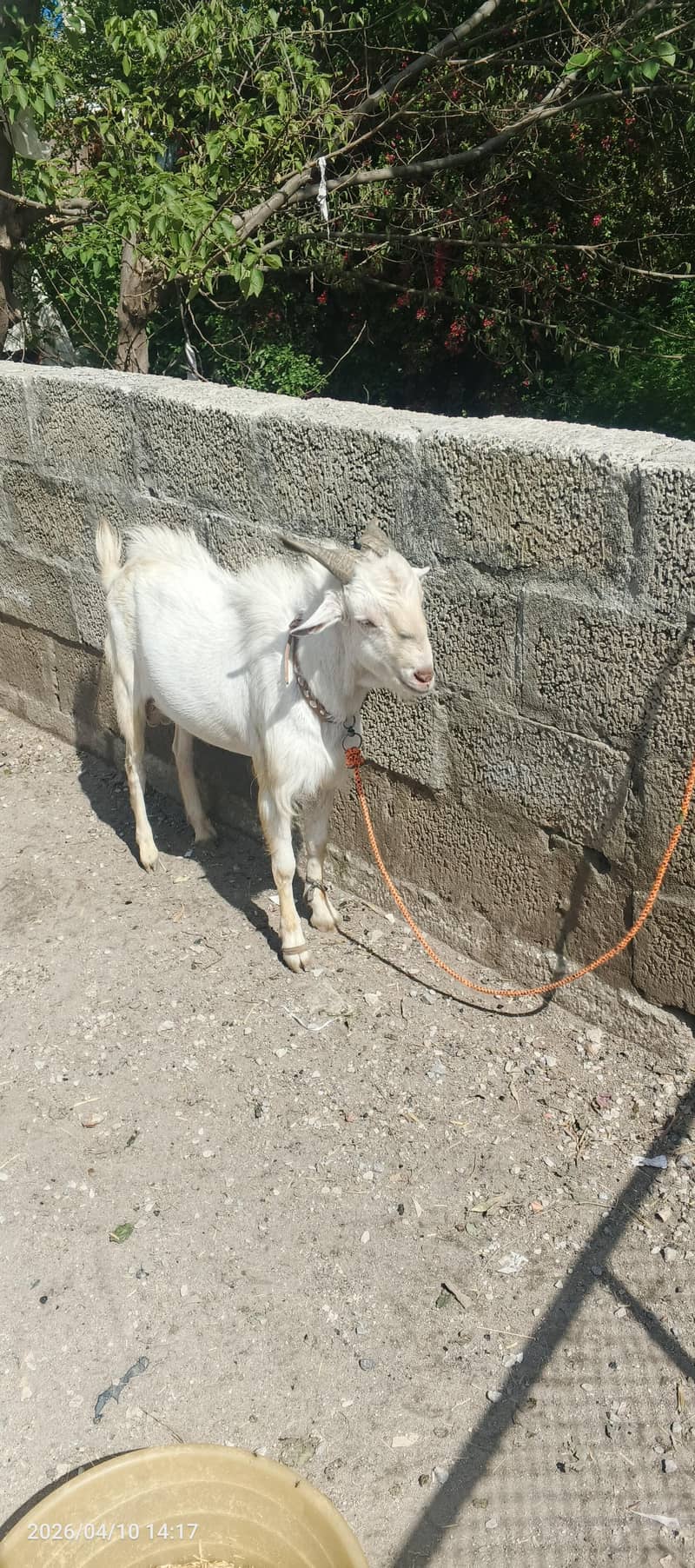 بکرا فور سیل 2