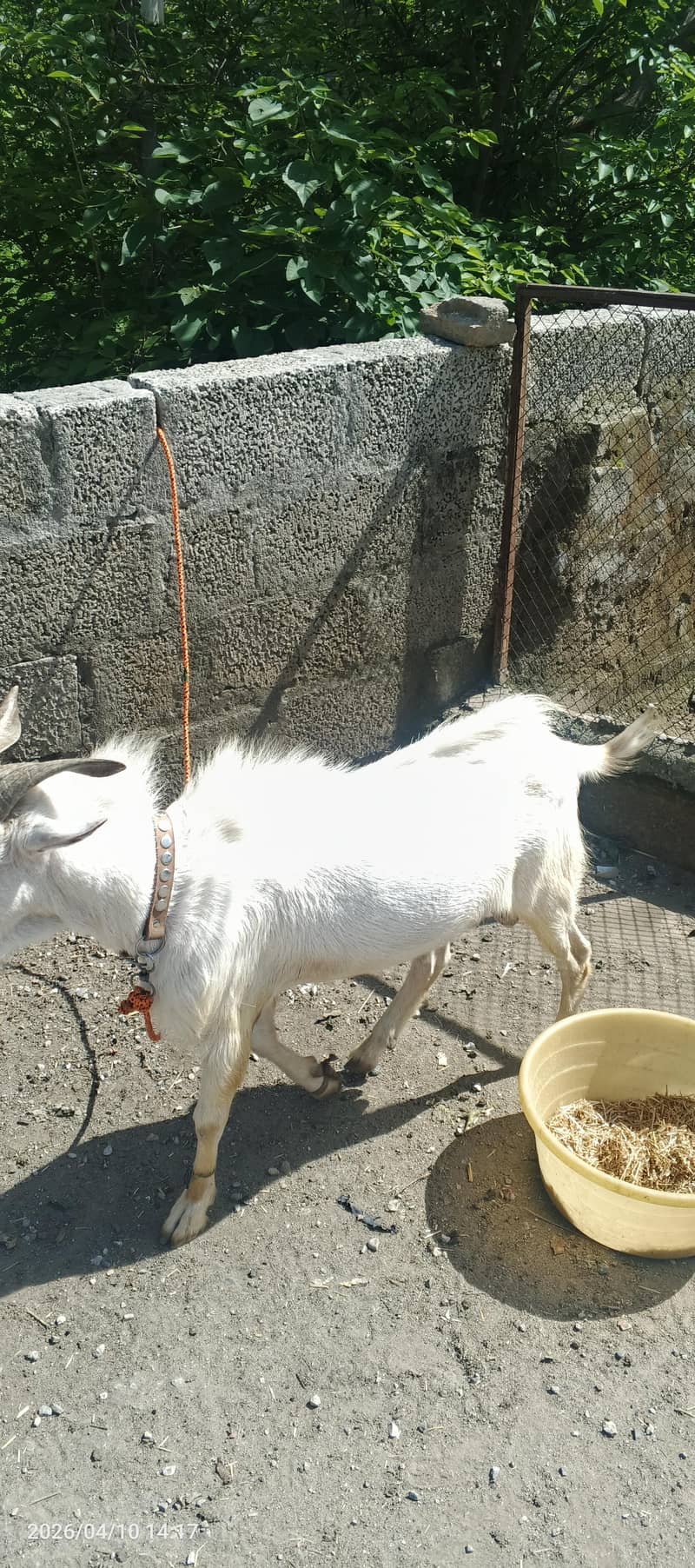 بکرا فور سیل 3