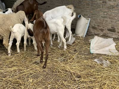 Bakra for sale