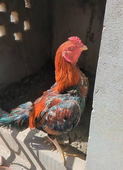 shamo cross male / lakha male / lakha shamo / shamo male / shamo chick