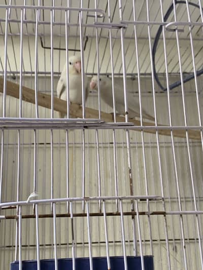 6 Piec love bird for sale urgent sale
