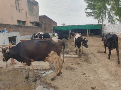 Complete Dairy Farm for Sale – 9 Cows | 7 Jersey Friesian Cows