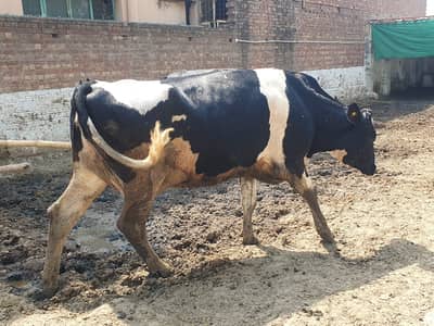 33 LAKH Complete Dairy Farm for Sale – 5 Cows | 5 Jersey Friesian Cows