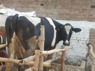 33 LAKH Complete Dairy Farm for Sale – 5 Cows | 5 Jersey Friesian Cows
