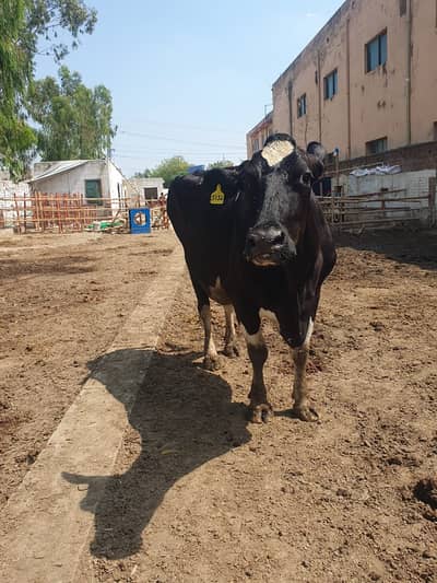 26 LAKH Complete Dairy Farm for Sale – 4 cows | 5 Jersey Friesian Cows