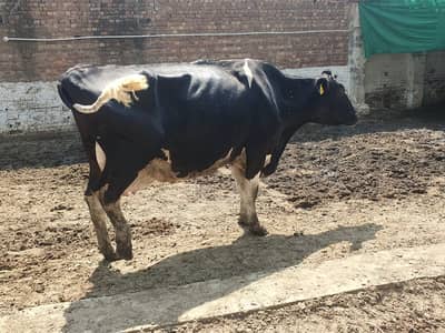26 LAKH Complete Dairy Farm for Sale – 4 cows | 5 Jersey Friesian Cows