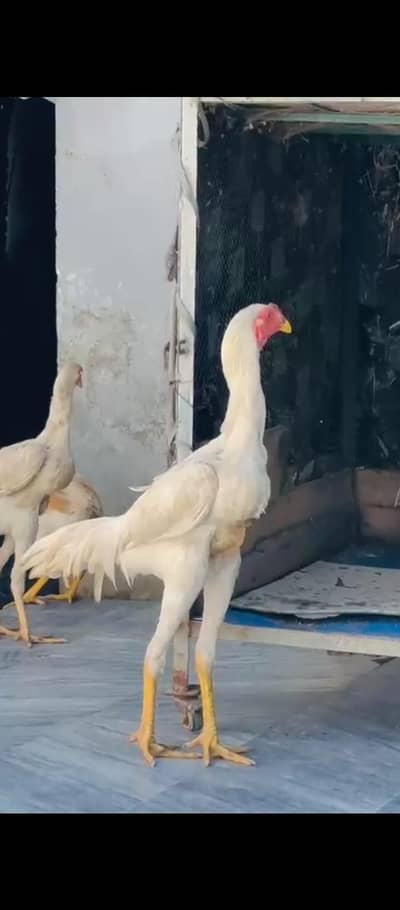 white shamo babies1 male 2 female very sensitive and beautiful pair if