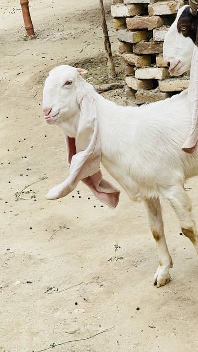Gulabi | White| Female| breed| Bakri| Goats