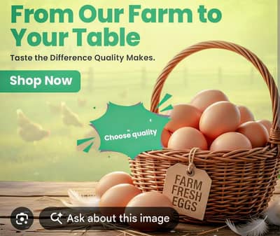 Golden Misri Eggs/Desi  Eggs/  @399 per dozen:03271339315