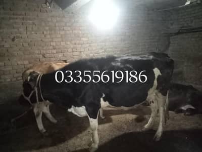 Frezen moni urgently sailing need money