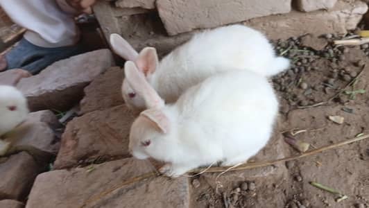 Cute Rabbits looking for new shelter