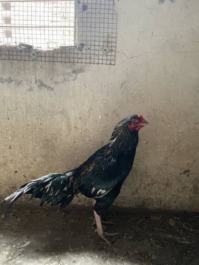 Urgent sale karna par rha ha