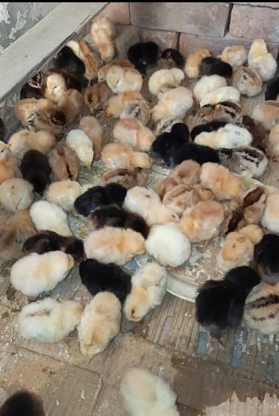 Drsi golden misri chicks